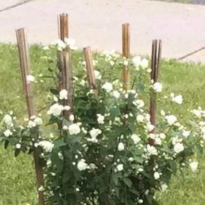 Meet your Posher, Florence